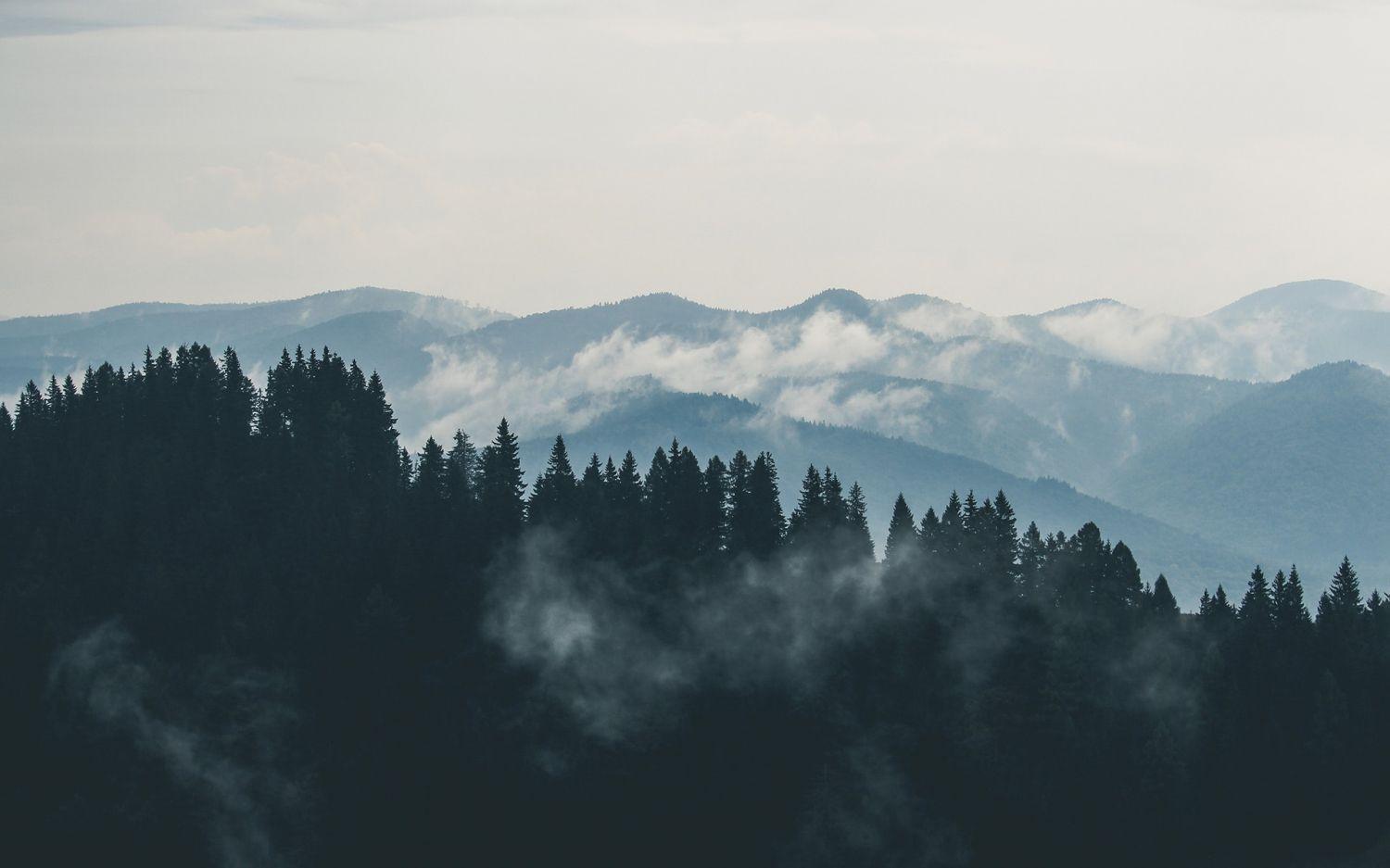clouds-fog-forest-9754 clouds-fog-forest-9754